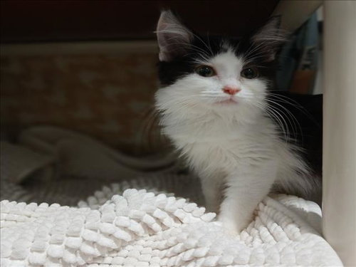 *KASHMIR, Baby Manx / Domestic Long Hair / Mixed (medium coat), cat for adoption in Annapolis, Maryland