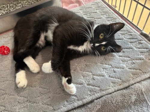 *GENESIS, an adoptable Domestic Short Hair in Derwood, MD