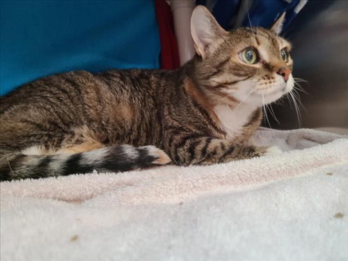 ALANI, Senior Domestic Short Hair (medium coat), cat for adoption in Derwood, Maryland