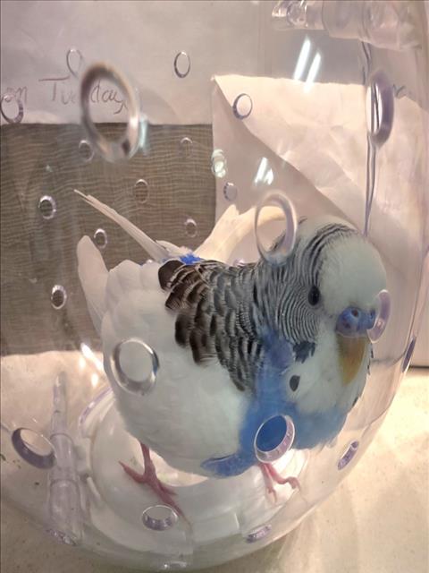 BLUEY