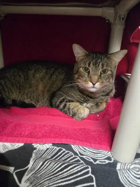 Chonk - Domestic Short Hair