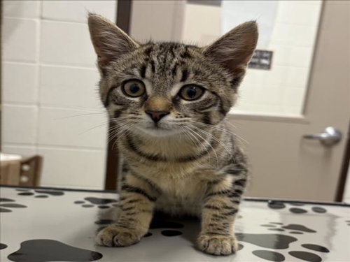 *SHAZBAT, Baby Domestic Short Hair (medium coat), cat for adoption in Derwood, Maryland