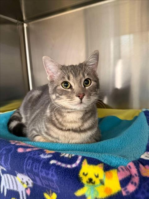 *LINT, Adult Domestic Short Hair (medium coat), cat for adoption in Manassas, Virginia