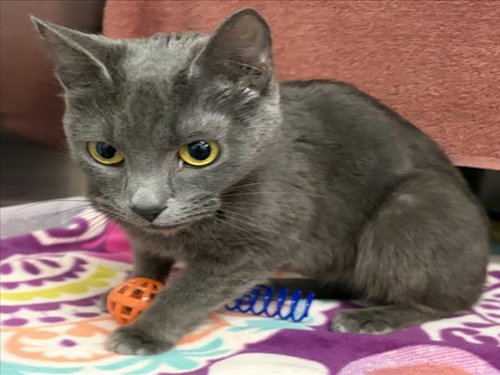 *PRETZEL, Young Domestic Short Hair (medium coat), cat for adoption in Manassas, Virginia