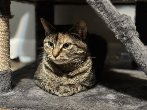 MOCHI, Senior Domestic Short Hair (medium coat), cat for adoption in Manassas, Virginia