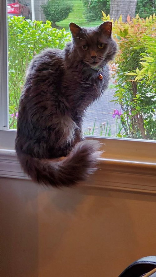 *PLATINUM, Adult Domestic Medium Hair (medium coat), cat for adoption in Manassas, Virginia