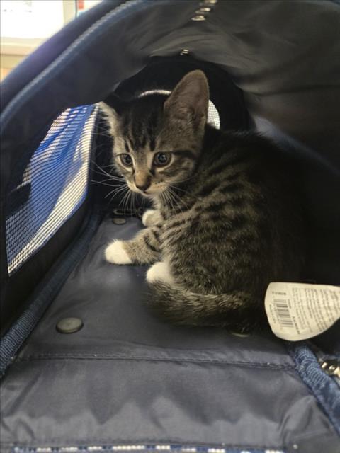 *GEORGIA, Baby Domestic Short Hair (medium coat), cat for adoption in Manassas, Virginia