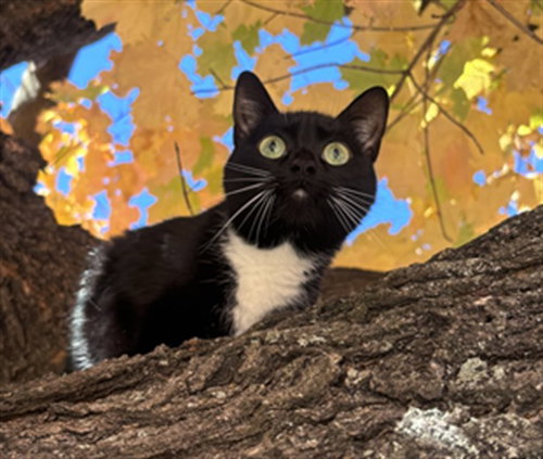 *CHERRY, Adult Domestic Short Hair (medium coat), cat for adoption in Manassas, Virginia