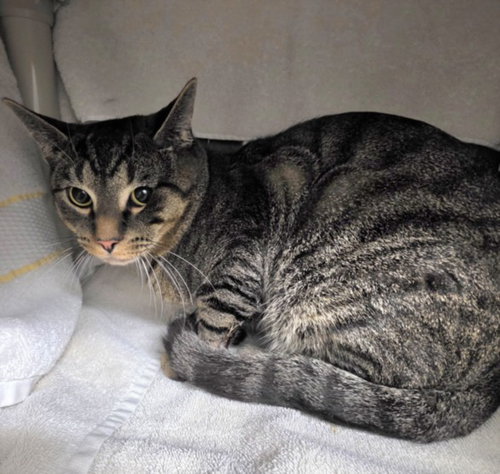*ROMAN, Young Domestic Short Hair (medium coat), cat for adoption in Manassas, Virginia