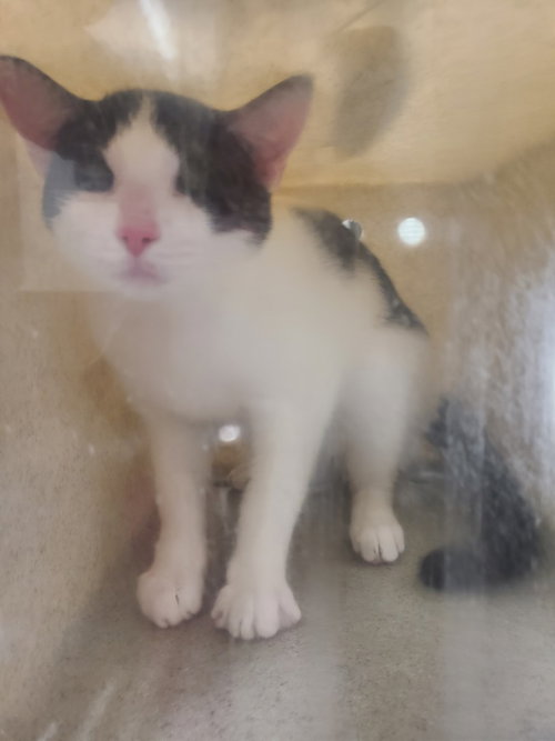 *KENNETH, Young Domestic Short Hair (medium coat), cat for adoption in Manassas, Virginia