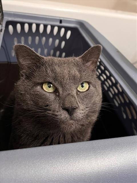 *BATMAN, an adoptable Domestic Short Hair in Derwood, MD