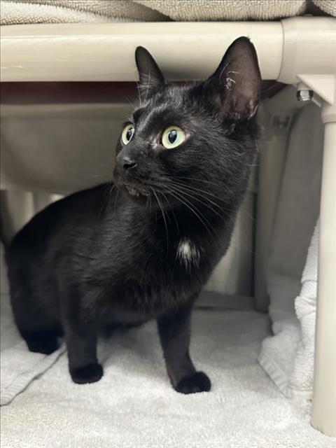 *BUFFY, an adoptable Domestic Short Hair in Derwood, MD