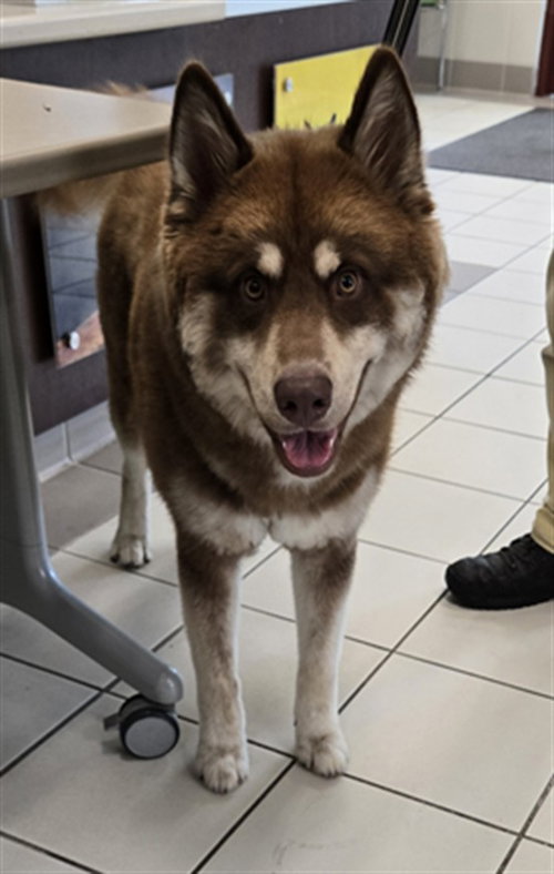 *FOZZIE BEAR, an adoptable Husky in Derwood, MD