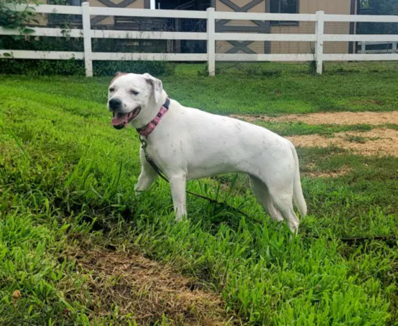 Lucy - American Bulldog