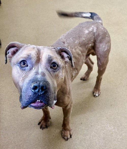 SIMBALUCCI, an adoptable Mastiff in Derwood, MD