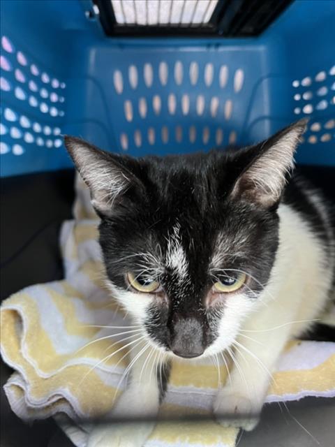 BUSHKA, an adoptable Domestic Short Hair in Derwood, MD