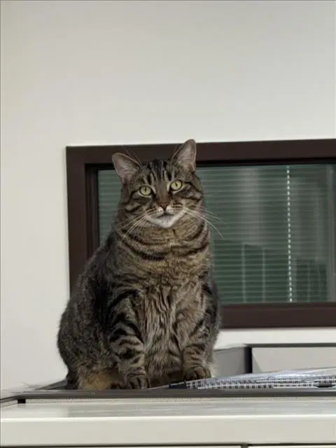 Kira - Domestic Short Hair