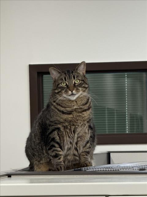 KIRA