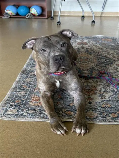 Saske - American Pit Bull Terrier