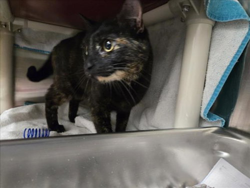 *WAFFLECONE, an adoptable Domestic Short Hair in Derwood, MD