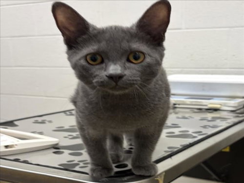 *SLY, an adoptable Domestic Short Hair in Derwood, MD