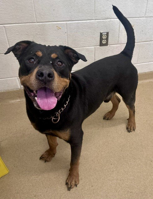 *ROVER, an adoptable Rottweiler in Derwood, MD