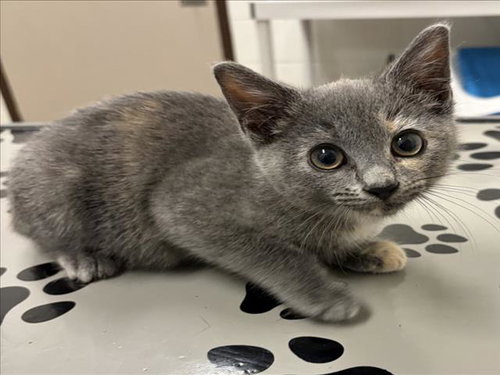 *SPARKLER, an adoptable Domestic Short Hair in Derwood, MD