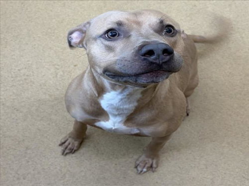 DEENO, an adoptable American Staffordshire Terrier in Derwood, MD