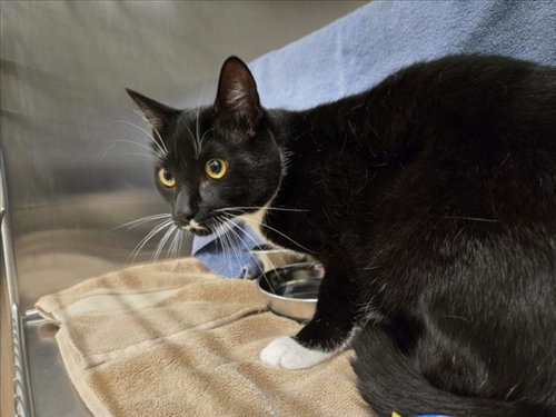 MONEY, an adoptable Domestic Short Hair in Derwood, MD