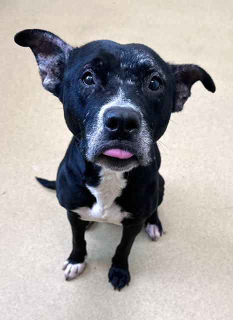 DAISY, an adoptable American Staffordshire Terrier in Derwood, MD