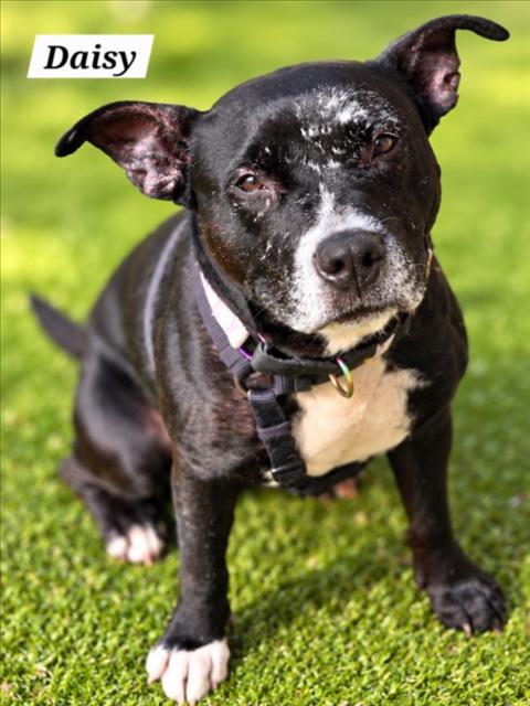 DAISY, a dog for adoption from Montgomery County Animal Services and Adoption Center