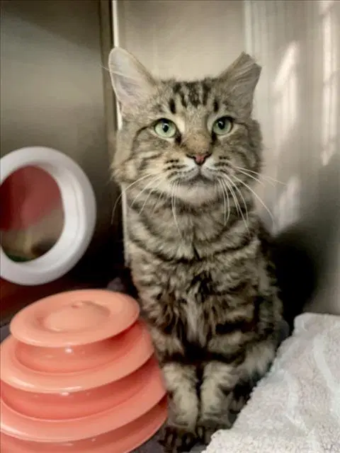 Churro - Domestic Long Hair