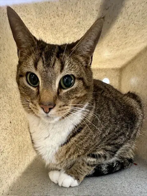 Joy - Domestic Short Hair