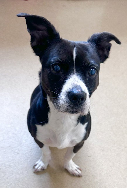 *Bellarina