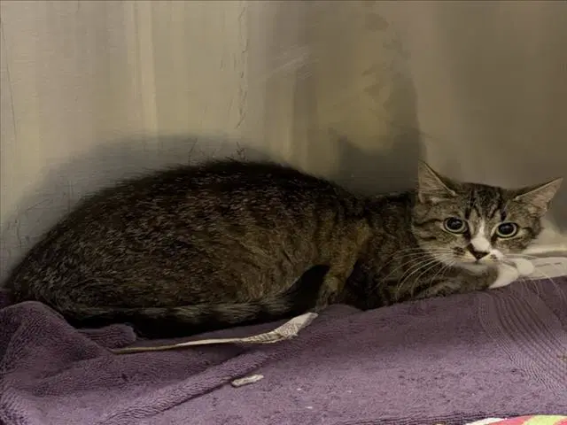 Kanga - Domestic Short Hair
