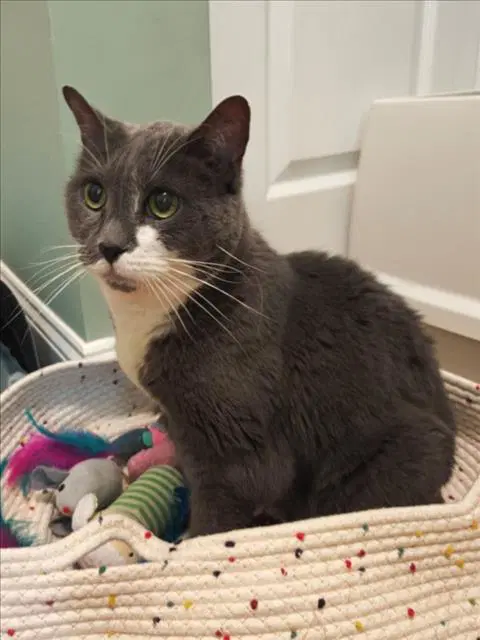 Boots - Domestic Short Hair