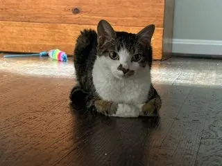 Raspberry - Domestic Short Hair