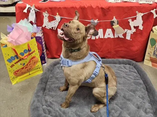 Henry - American Pit Bull Terrier