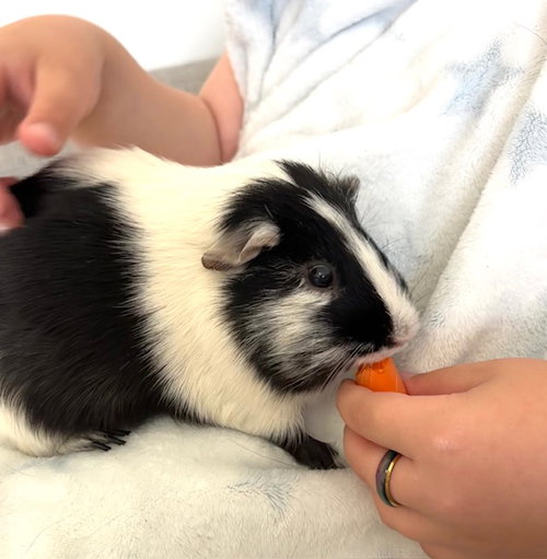 *TWINKLESTARS, a guinea pig for adoption from Montgomery County Animal Services and Adoption Center
