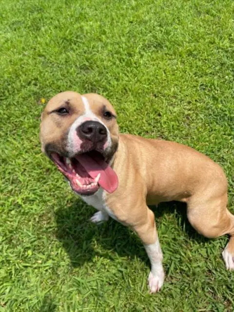Special - American Pit Bull Terrier