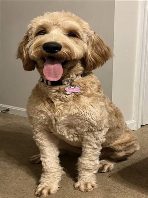 Yaya