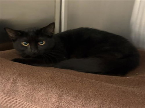 APPLE - Domestic Short Hair available for adoption