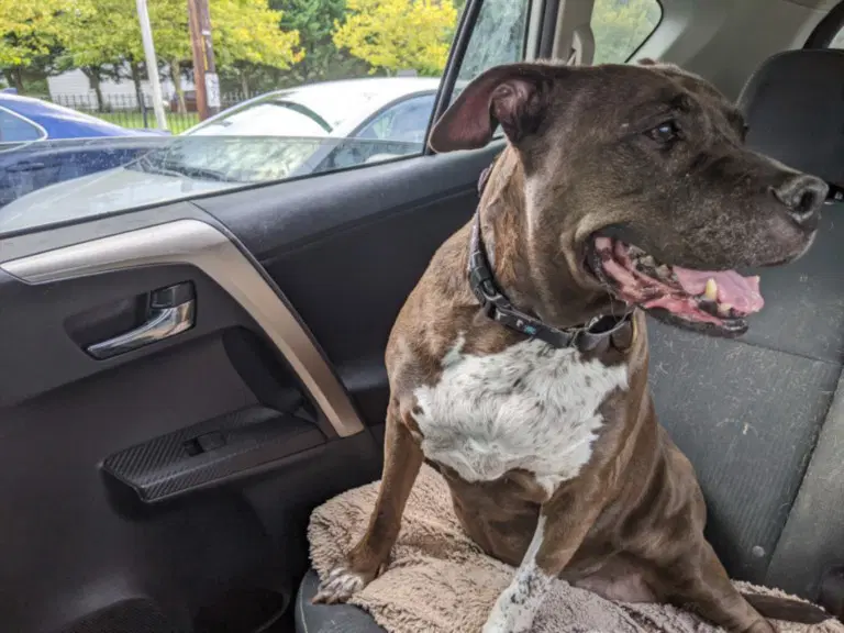 Mocha - American Pit Bull Terrier