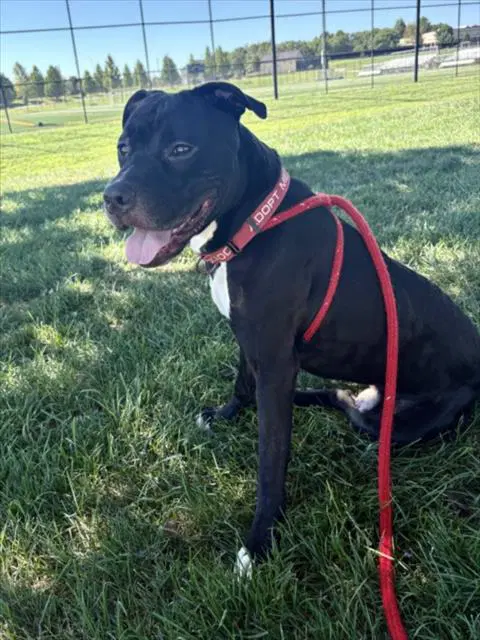 Mogh - American Pit Bull Terrier