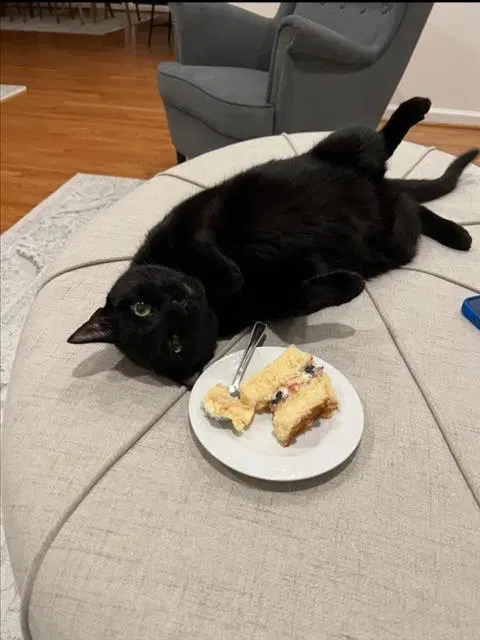 Baklava - Domestic Short Hair