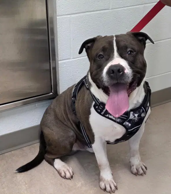 Cairo - American Pit Bull Terrier