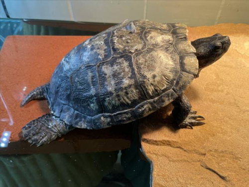 *ALOE VERA - Turtle available for adoption