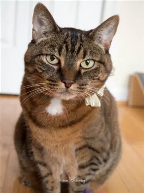 Jessie - Domestic Short Hair