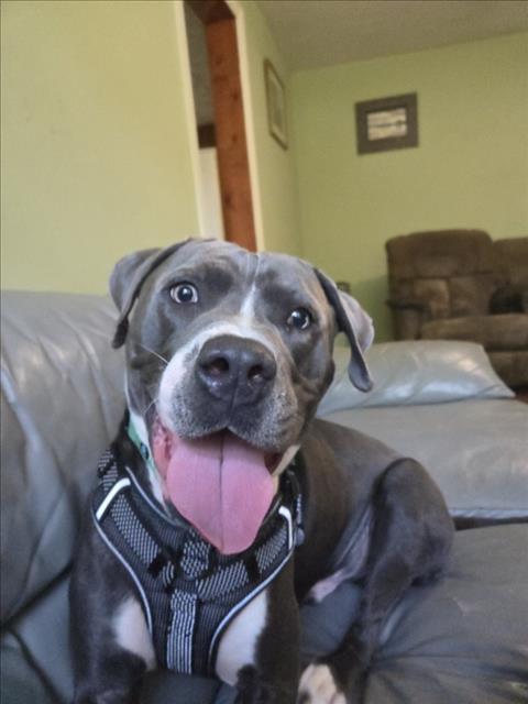 *PRINCE, a dog for adoption from Montgomery County Animal Services and Adoption Center