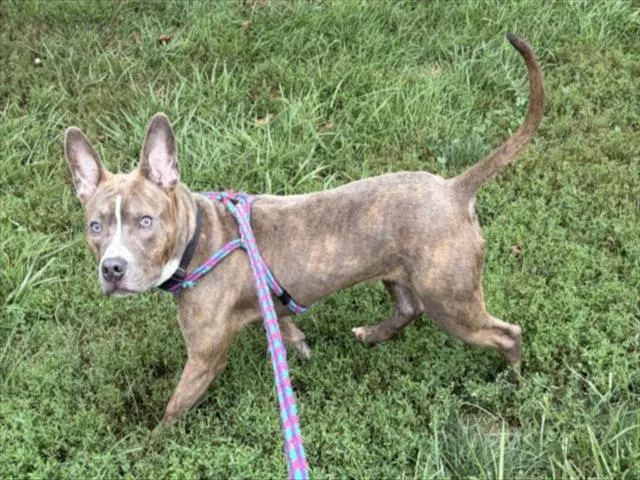 Finnegan - American Pit Bull Terrier
